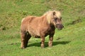 Brown Pony outdoor Royalty Free Stock Photo