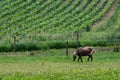 Pony grazing in pasure with corn in background Royalty Free Stock Photo
