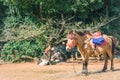 Brown pony with saddle standing in park with natural background