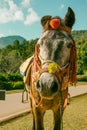 Brown pony with saddle standing in park with natural background