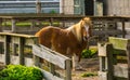 Brown pony with white forehead, standing in the paddock with the fence open Royalty Free Stock Photo