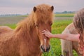 Girl pets a brown pony Royalty Free Stock Photo