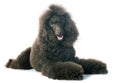 Brown poodle