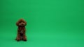 Brown poodle situated on large green screen with studio lighting Royalty Free Stock Photo