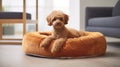 Brown poodle resting in a soft dog bed