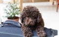 Brown Poodle on suitcase