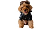 A brown poodle wearing Leather jacket dress with sunglasses.