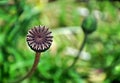 Brown Poppyhead on a green background. Royalty Free Stock Photo