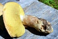 Porcino mushroom, in Dolomiti forest. Close up Royalty Free Stock Photo