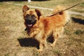 Brown positive funny dog from shelter with amazing look posing o