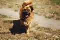 Brown positive funny dog from shelter with amazing look posing o