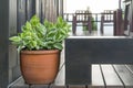 A brown potted plant on a dark brown table. Royalty Free Stock Photo