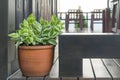 A brown potted plant on a dark brown table.