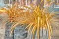 A brown potted plant on a dark brown table Royalty Free Stock Photo