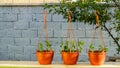 Brown potted plants. A lifestyle in harmony with nature. Environmentally friendly and aesthetic atmosphere.