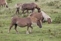 Brown pottoka horses Royalty Free Stock Photo