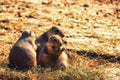 A Brown Prairie Dog Royalty Free Stock Photo