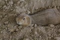 Brown Prairie dog Royalty Free Stock Photo