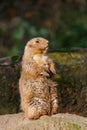 Brown Prairie Dog standing Upright Looking away from the Camera Royalty Free Stock Photo