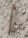 Brown Praying Mantis Camouflaged on Rough Concrete Wall Royalty Free Stock Photo
