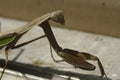 Brown Praying Mantis in late September