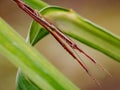 Brown praying mantis