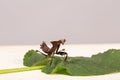 Brown praying mantis or mantid very close up Latin name mantis religiosa settled on a gerbera leaf