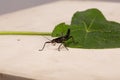 Brown praying mantis or mantid very close up Latin name mantis religiosa settled on a gerbera leaf