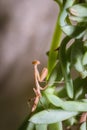 Brown Praying Mantis nymph on a green leaf Royalty Free Stock Photo