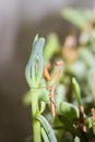 Brown Praying Mantis nymph on a green leaf Royalty Free Stock Photo