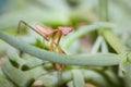 Brown Praying Mantis nymph on a green leaf Royalty Free Stock Photo