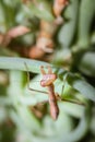 Brown Praying Mantis nymph on a green leaf Royalty Free Stock Photo