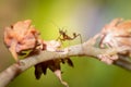 Brown Praying Mantis Nymph sitting on a brown dead leaf Royalty Free Stock Photo