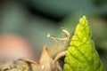 Brown Praying Mantis nymph sitting on a green leaf Royalty Free Stock Photo