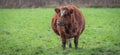 Brown pregnant cow standing in the meadow. Front view. Royalty Free Stock Photo