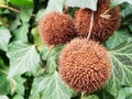 Brown, prickly nuts of the platanus Royalty Free Stock Photo