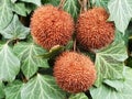 Macro of nuts platanus Royalty Free Stock Photo