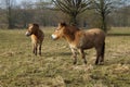 Przewalski Horses in a field