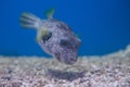 Brown puffer, or brown puffer, or brown dog-fish, or ocular dog-fish, or Northern dog-fish Royalty Free Stock Photo