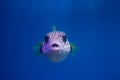 Brown puffer, or brown puffer, or brown dog-fish, or ocular dog-fish, or Northern dog-fish Royalty Free Stock Photo