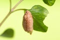 Brown pupa on green leaf isolated on green Royalty Free Stock Photo