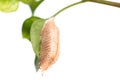 Brown pupa on green leaf isolated on white Royalty Free Stock Photo