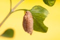 Brown pupa on green leaf isolated on yellow Royalty Free Stock Photo
