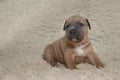 Brown puppy American stafford terrier posing