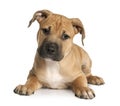 Brown puppy American Staffordshire terrier 9 weeks old Royalty Free Stock Photo