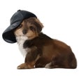 Brown puppy in a black cap