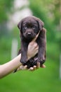 Brown puppy dog breed Labrador Retriever on human hands. Royalty Free Stock Photo