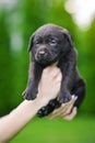 Brown puppy dog breed Labrador Royalty Free Stock Photo