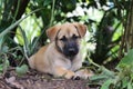 Brown puppy in garden Royalty Free Stock Photo