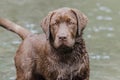 Brown labrador puppy looking at camera in a river Royalty Free Stock Photo